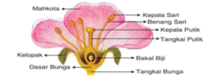 Struktur Bunga