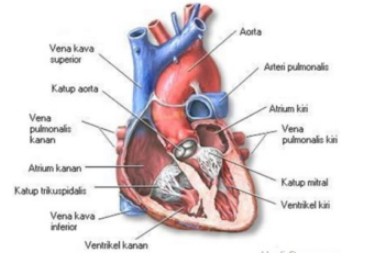 Bagian-bagian jantung