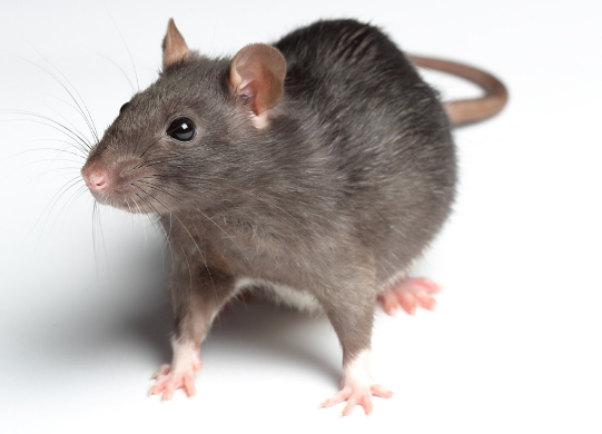 Fakta Menarik dan Unik tentang Tikus yang Perlu Anda Ketahui
