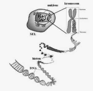 Materi Genetis : Kromosom dan Gen Beserta Contohnya