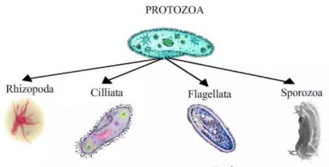 Pengertian Protozoa, Klasifikasi, Ciri-ciri, Alat Gerak, dan Gambarnya