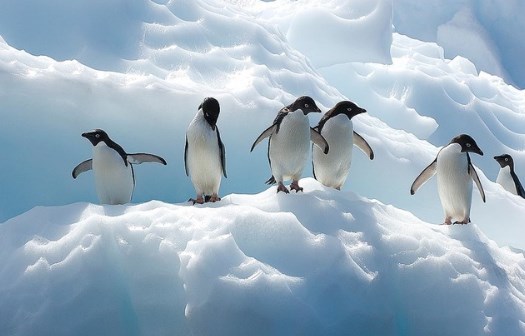 Fakta Unik dan Menarik Seputar Penguin Untuk Anda Ketahui