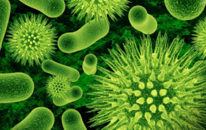 Fakta Unik dan Menarik Seputar Bakteri Untuk Anda Ketahui