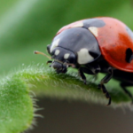 Fakta Unik dan Menarik Tentang Kumbang Yang Wajib Anda Baca