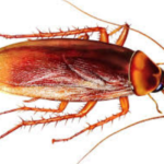 Fakta Unik Tentang Kecoak, Serangga Yang Tahan Radiasi Nuklir