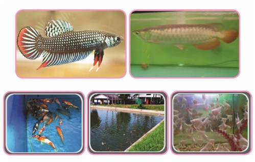 Materi Budidaya Ikan Hias Prakarya Kelas 9 SMP K13 Edisi Revisi 2018
