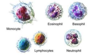 Ciri-ciri Sel Darah Putih (Leukosit), Fungsi, Jenis, dan Gambarnya