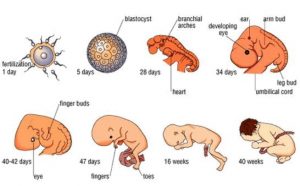 Tahap Perkembangan Embrio dan Janin Pada Masa Kehamilan