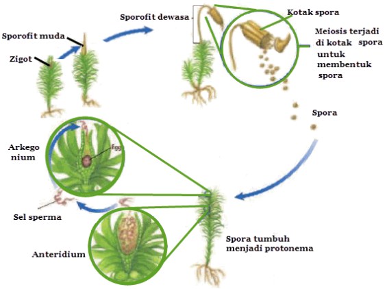 Organ dan Sistem Reproduksi Tumbuhan Lumut (Bryophyta)