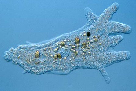 Sistem Reproduksi Amoeba