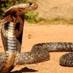 15 Fakta Unik dan Menarik Tentang Ular King Kobra