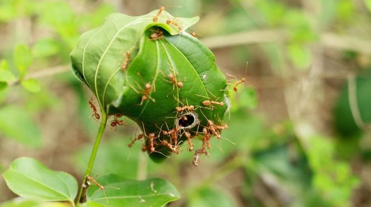Hubungan antara semut Rangrang dengan tanaman