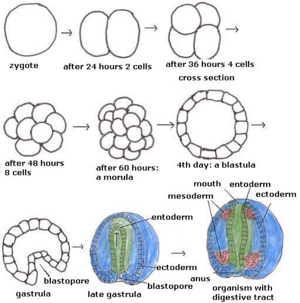 Fase Perkembangan Embrio